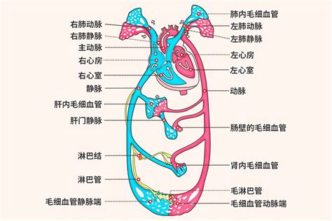 血液循环简图